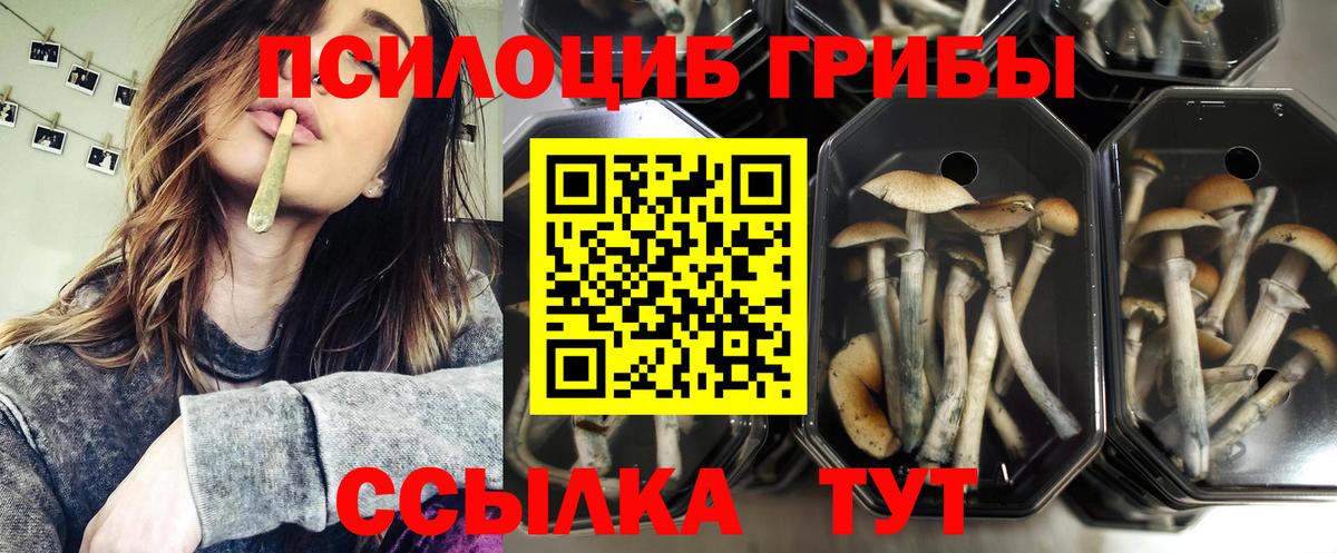 Гусев  Псилоцибиновые грибы Cubensis  Вход с VPN 
